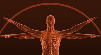 The human rib cage made a great model for safety